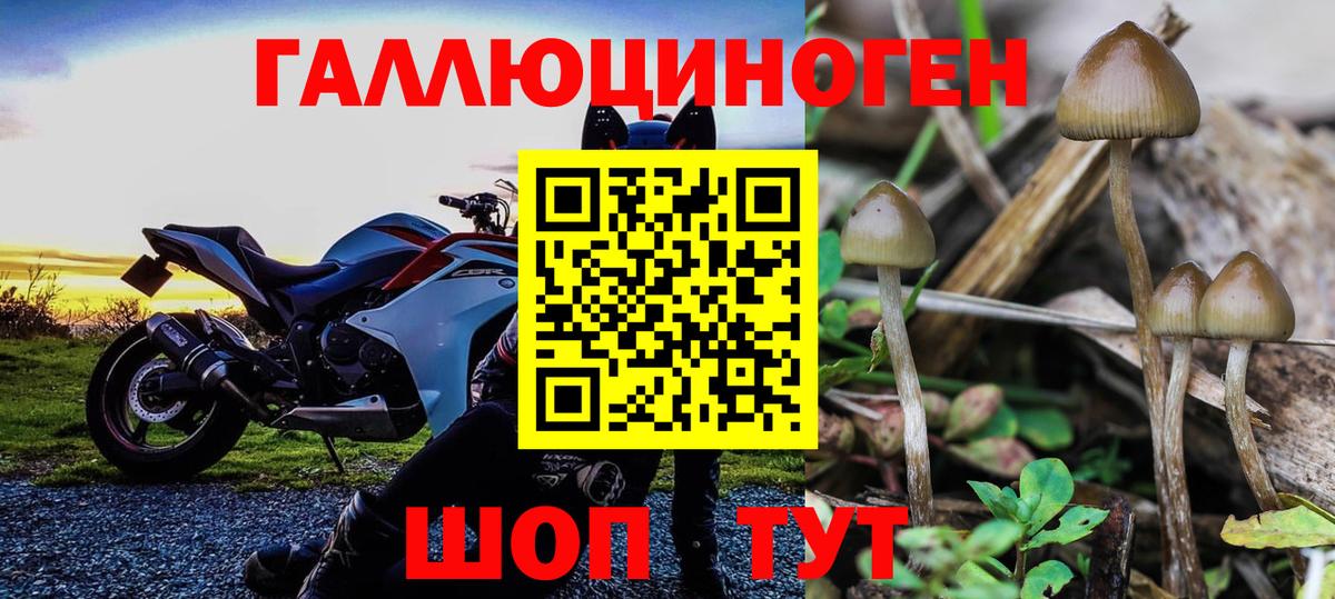 Миллерово  Галлюциногенные грибы Psilocybine cubensis  Вход с VPN 